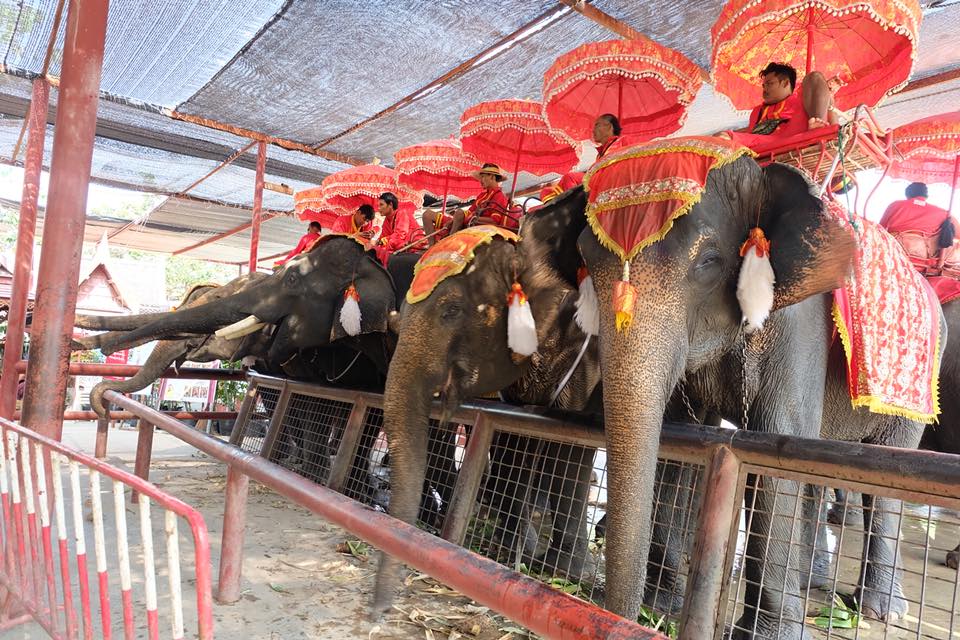 ปางช้างอยุธยา แล เพนียด_2
