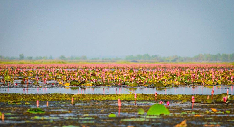 The Red Lotus Sea