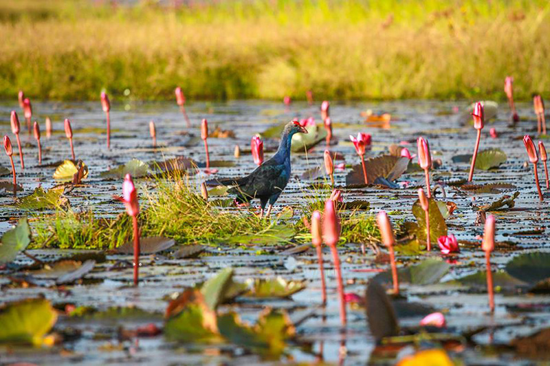 The Red Lotus Sea