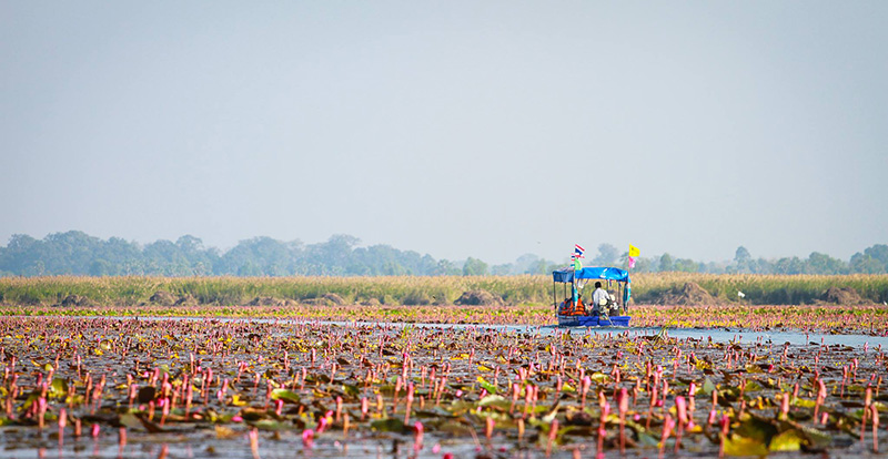 The Red Lotus Sea