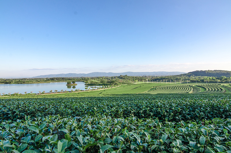 ไร่บุญรอด (Boonrawd Farm)_3