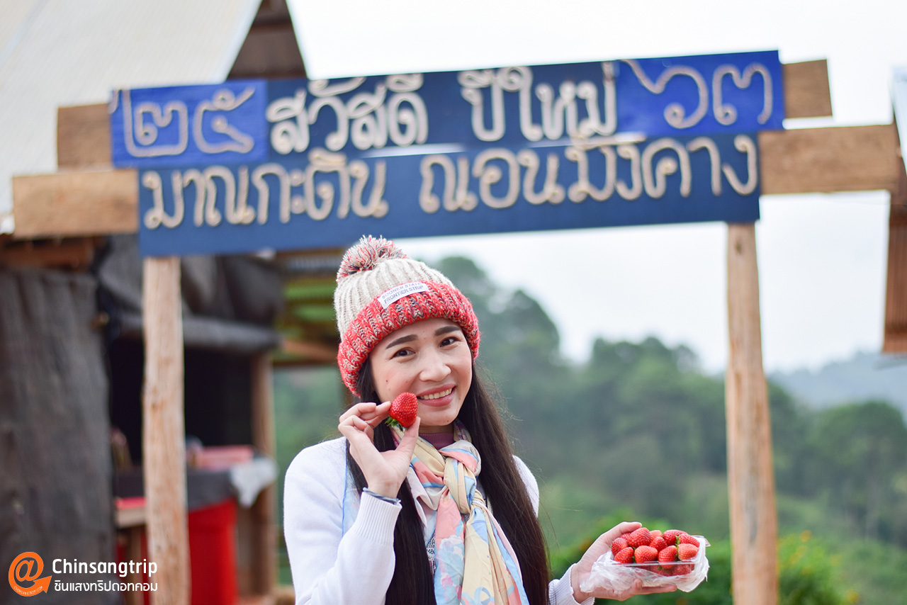 ไร่สตรอว์เบอร์รี บ้านนอแล_4