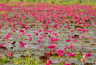 ทะเลบัวแดง บ้านพันดอน